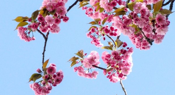 pink cherry blossom trees